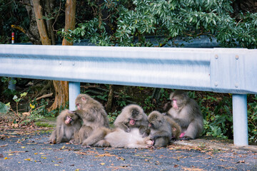 Wild monkey in Yakushima island Kagoshima Japan	