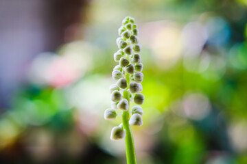 close up of a flower