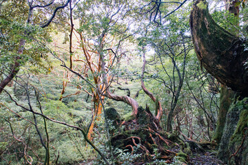 Yaskuhima forest in Kyusyu Japan(World Heritage in Japan)	