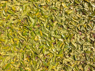 green leaves falling on the outdoor ground