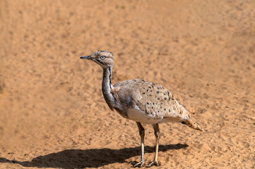 beautiful pictures of hobara bustard in the desert ,MacQueen's bustard is a large bird in the bustard family. It is native to the desert and steppe regions of Asia