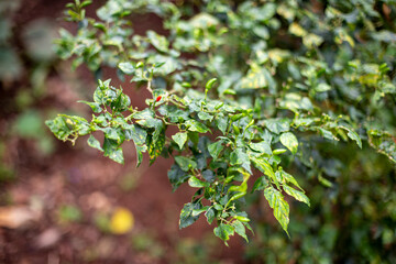 Close up photo of chili and blurred background.