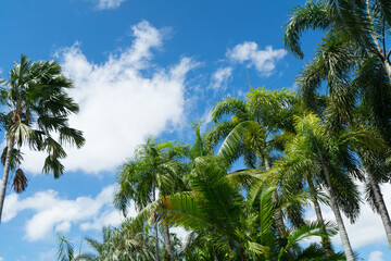 Foxtail Palm and betel palm tree for decorated at landscape of the garden or park and cloud and blue sky background on morning day. © sornchai