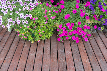 Fototapeta na wymiar Beautiful petunias (Petunia Hybrida) flowers is blooming for lover pink, purple petunia floras in flowerpot at the gardening park in spring time with wooden floor background.Focus at flower.