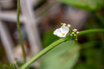 Close up photo of Echinodorus cordifolius flower and blurred background