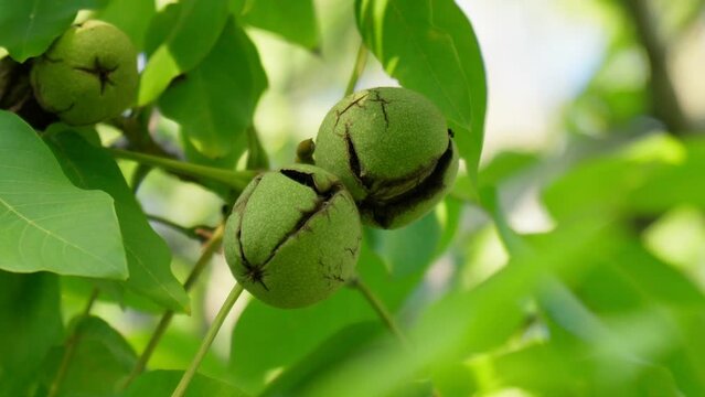 Green ripe walnuts on branch. Raw walnuts in a green nutshell. Fruits of a walnut.