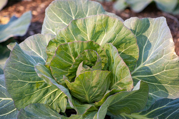 Fototapeta premium Cabbage