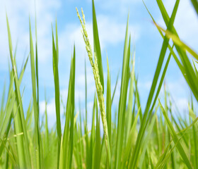 Thai Hom Mali rice. Closeup view of the rice itself on a rice plant - Thailand.