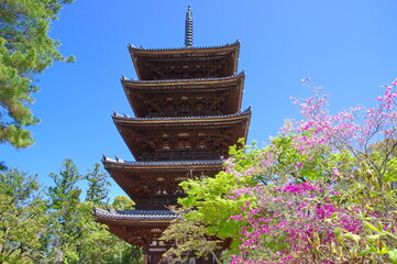 御室桜 咲く 仁和寺