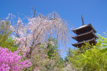 御室桜 咲く 仁和寺