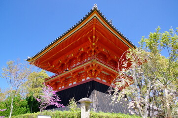 御室桜 咲く 仁和寺