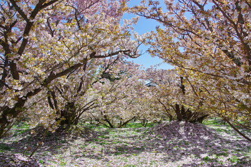 御室桜 咲く 仁和寺