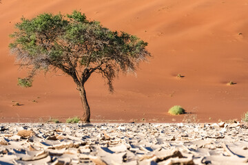 Namibia, the Namib desert, a tree isolated in the red dunes in background

