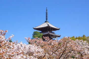 御室桜 咲く 仁和寺