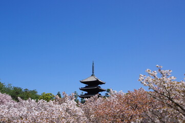 御室桜 咲く 仁和寺