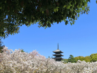 御室桜 咲く 仁和寺