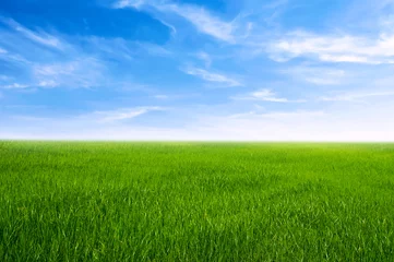 Foto op Plexiglas green grass field with blue sky ad white cloud. nature landscape background © lovelyday12