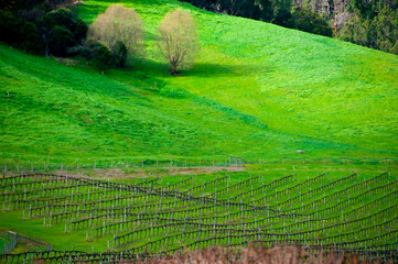 Vineyard in Balingup - Western Australia