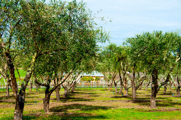 Olive Groves - Western Australia