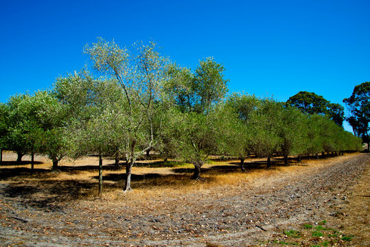 Olive Groves - Western Australia