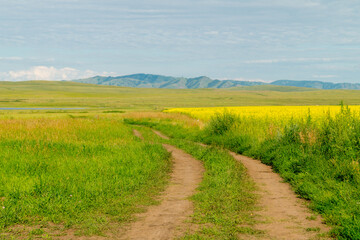 Summer landscape. A rural road stretching to the horizon through blooming fields.