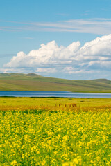 Summer landscape. A blooming rapeseed field next to the lake.
