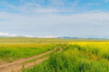 Fototapeta na wymiar Summer landscape. A rural road stretching to the horizon through blooming fields.