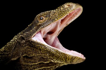 Crocodile Monitor (Varanus salvadorii )