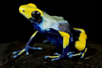 Dyeing poison dart frog (Dendrobates tinctorius)