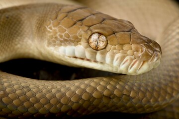 Scrub python (Morelia amethistina)