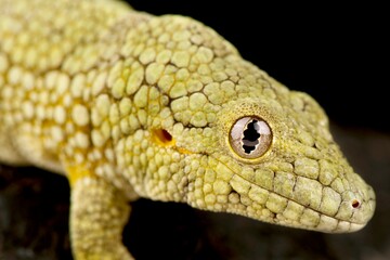 Vieillard's chameleon gecko (Eurydactylodes vieillardi)