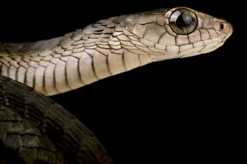Western Black Tree Snake (Thrasops occidentalis)