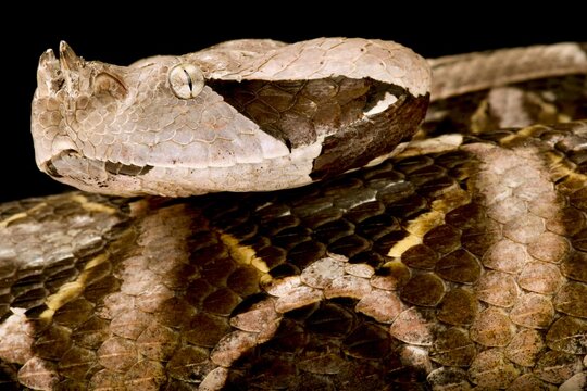 West African Gaboon viper (Bitis rhinoceros)