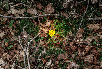 first yellow flower of next spring among the fallen branches and dry leaves of winter. First announcement of spring