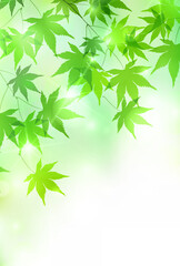 新緑　もみじ　葉　背景