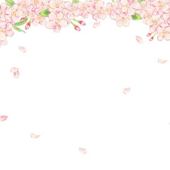 桜　水彩色鉛筆　背景イラスト