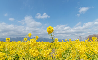 菜の花