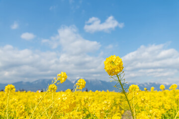 Obraz premium 菜の花