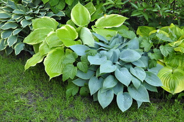 Hosta in the garden. Beautiful hosta flowers.