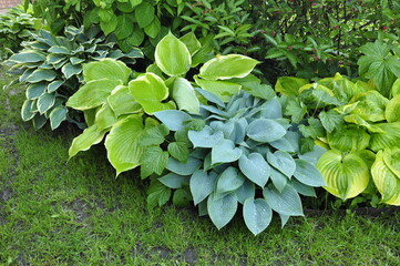Hosta in the garden. Beautiful hosta flowers.