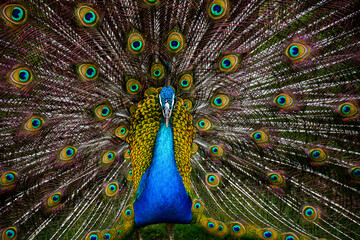 Close up of a beautiful and Colourful peacock bird with wide opened tail full of long feathers standing on a green grass.