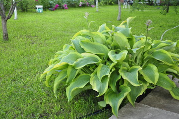 Hosta in the garden. Beautiful hosta flowers.