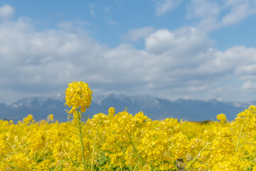 Obraz premium 菜の花