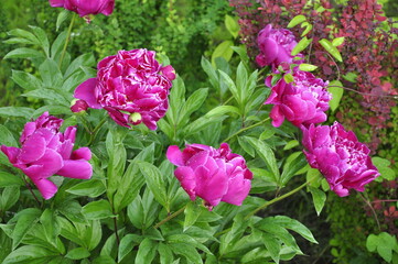 Blooming rose flowers. Roses in the garden. 