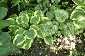 Hosta in the garden. Beautiful hosta flowers.