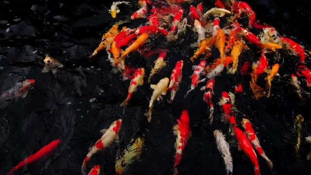 colorful koi fish in the lake with reflections of tree shadows. Group of various colourful large koi carp, kohaku or Japanese Koi Kohaku Fish. swimming in fishing pond