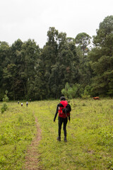 Fototapeta premium bosque