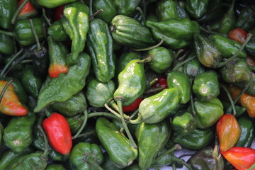 Closeup photo of a bunch of naga chili