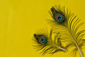 Two complete peacock feathers on a yellow background. view from above. flat lay. Space for text.