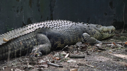 The big crocodile is lying on the ground. In the dim background